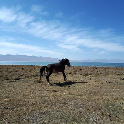Freedom