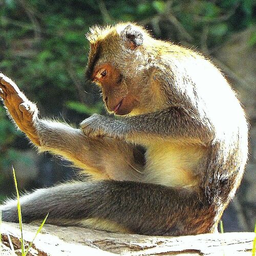 Monkey bath