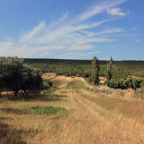 Path to the fields