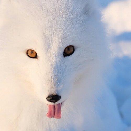 Песец