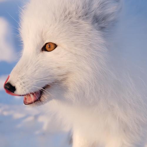 Песец профиль
