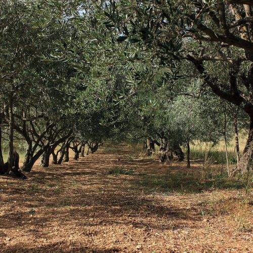 olive field