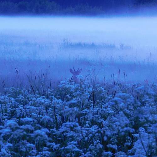 Photo #1956761