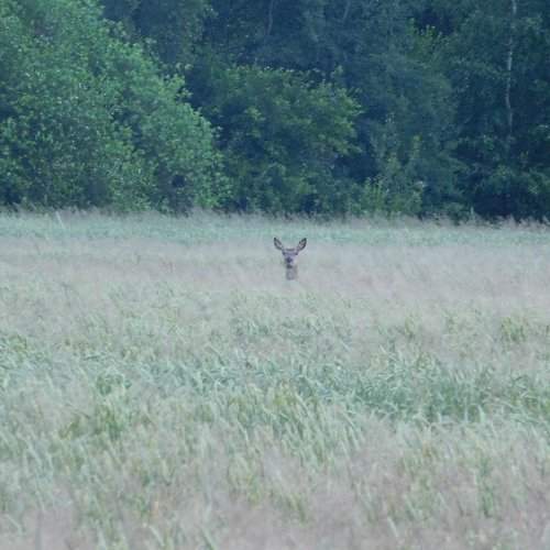 Photo #1956770