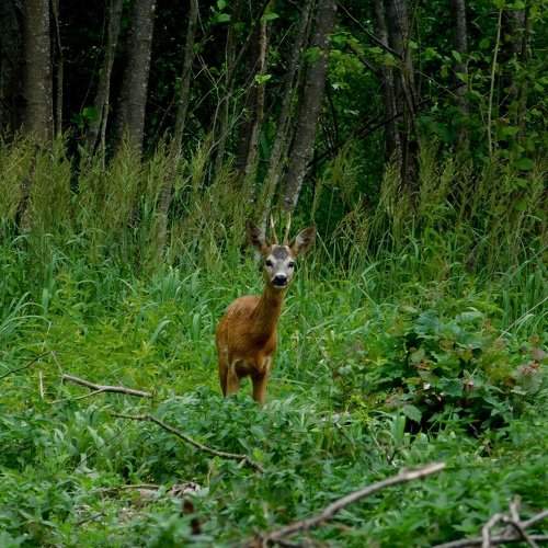 Photo #1956775