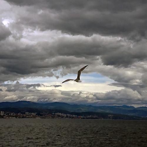 Bird and open sky