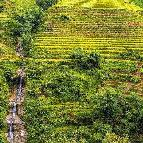 Golden season in Hoang Su Phi, Viet Nam
