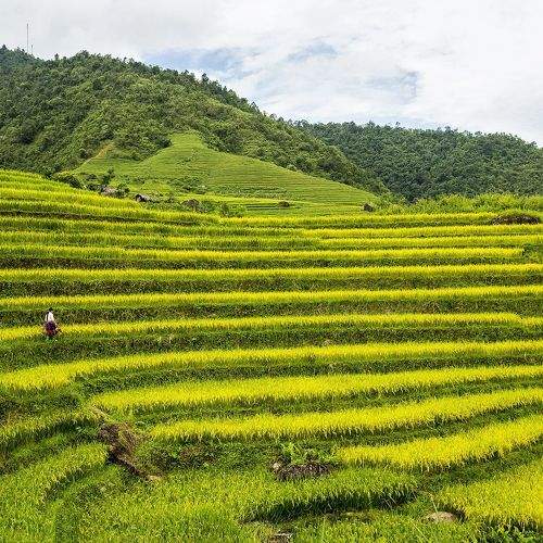 Lai Chau golden season, Viet Nam