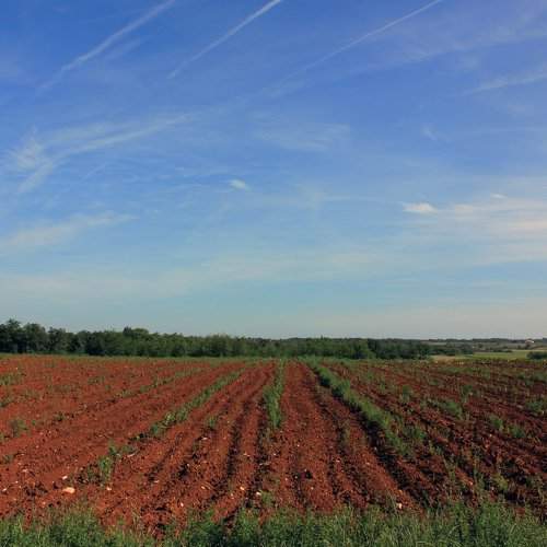 Fields