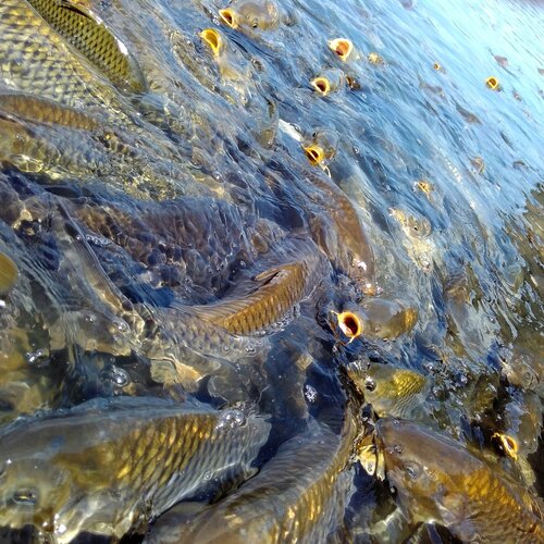 Hungry fishes..