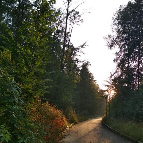 Чернобыльский лес