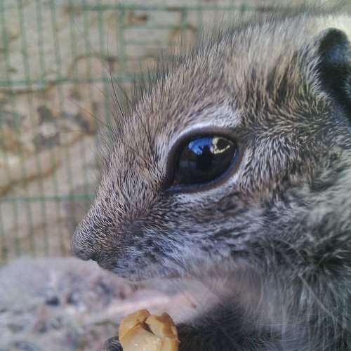 squirrel