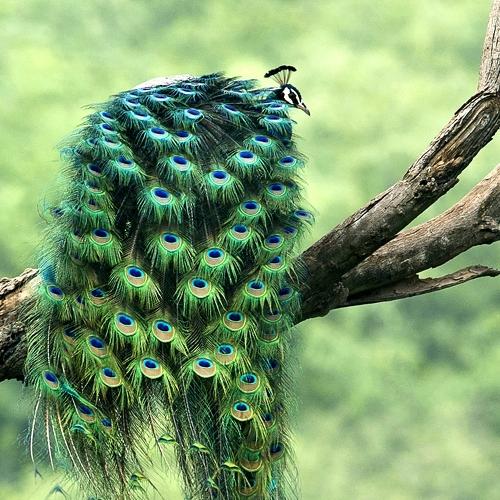 Peafowl
