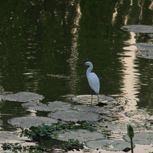 Wildlife in a phone.