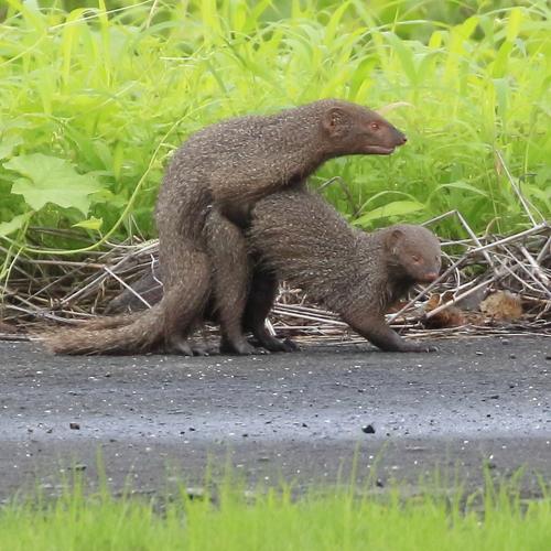 Mating Mangoose