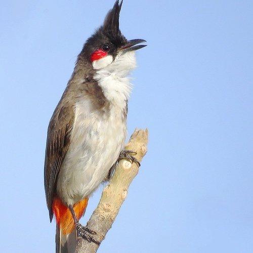 #Red whiskered bulbul