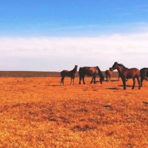 Душа прерий