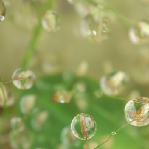 Every flowers hold drops