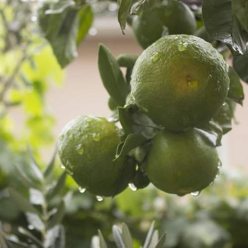 Mandarin