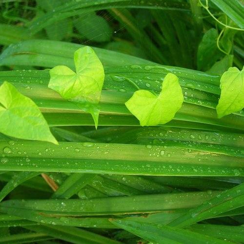 Photo #1966734