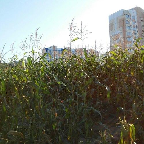 Кукурузное поле