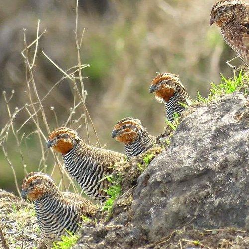 #Jungle Bush Quail