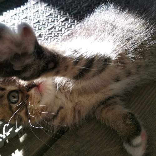 котейка