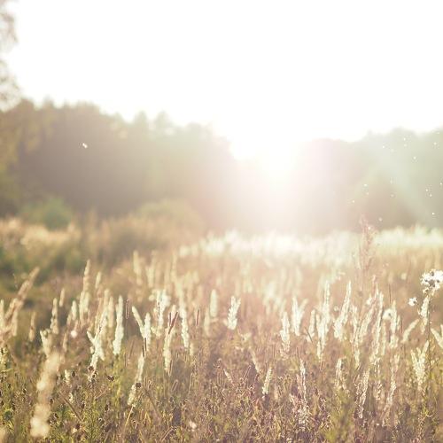 Photo #1966837
