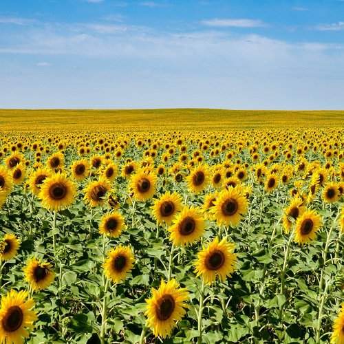 Солнечное лето