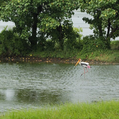 Painted stork in a clean lake