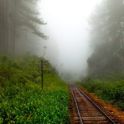 Alone in the mist
