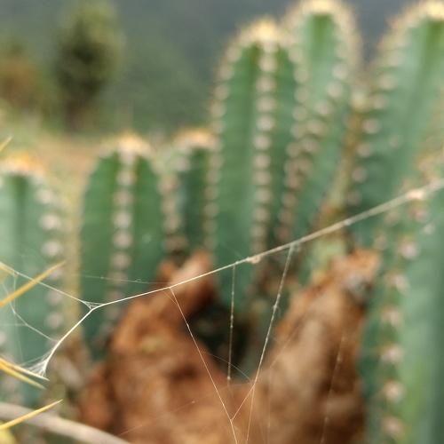 Natural trap