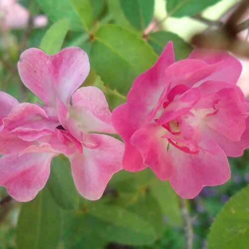 Twin Roses