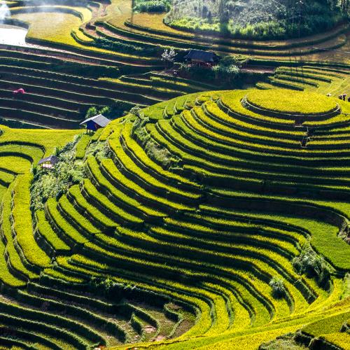 Mu Cang Chai terraced rice field