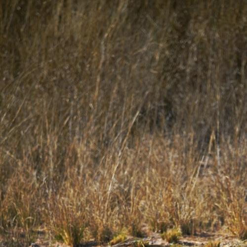 Tiger in bandavgarh (india)