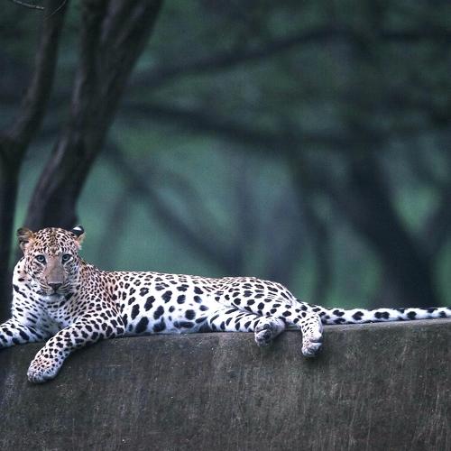 Lepord in rest mood in jhalana( india)