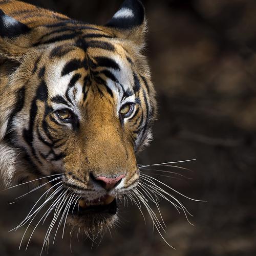 Angery young tiger