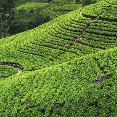 Ceylon Tea