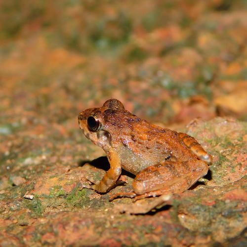 BABY FROG AT NIGHT
