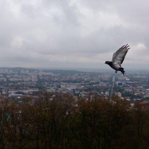 Photo #1974533