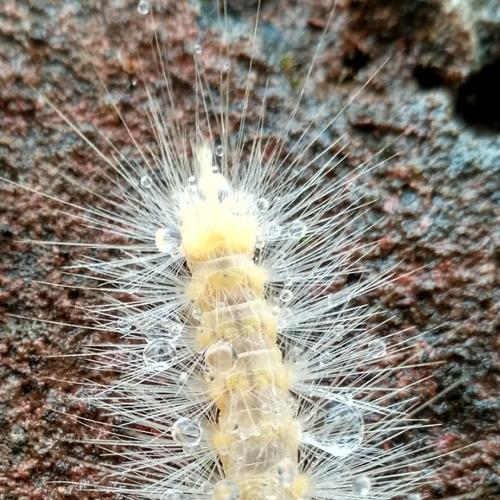 Albino Bear Larva (bhalu keeda)