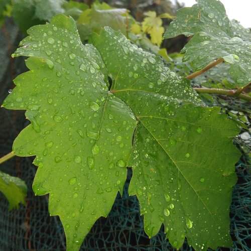 Green with drops