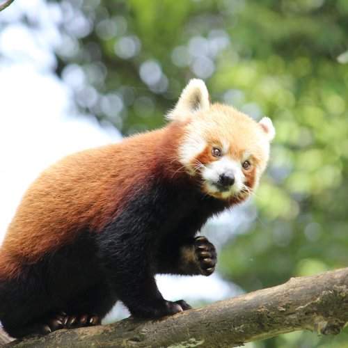Red panda