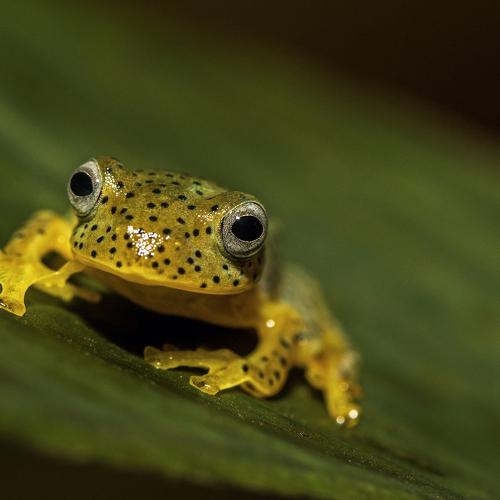 Gold of macro world