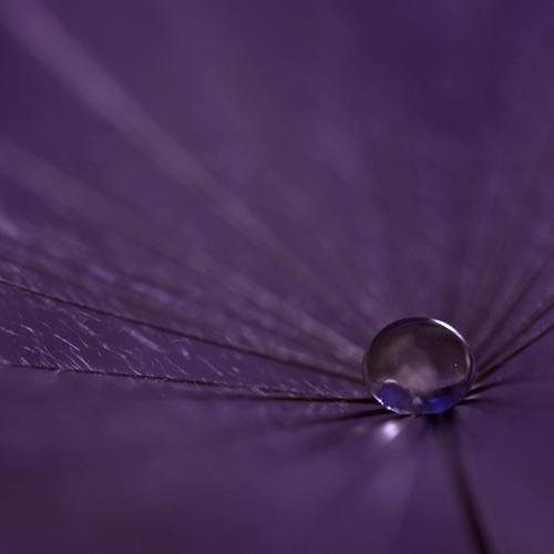 Purple Blues