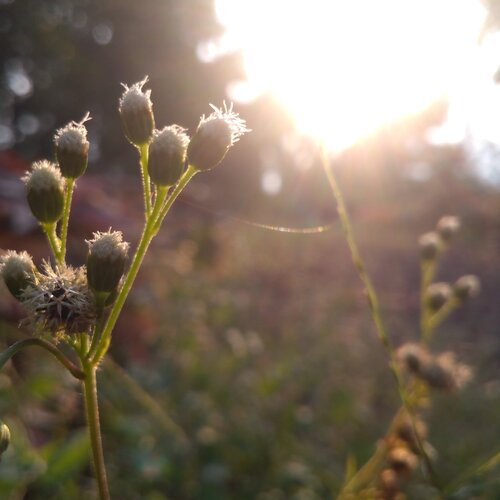 Sunshine