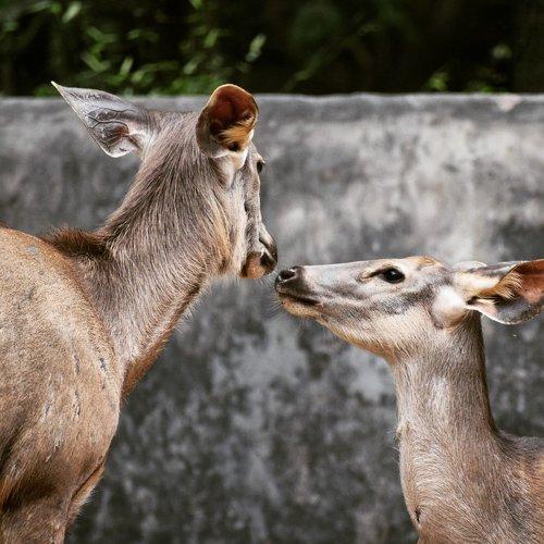Motherhood Love!