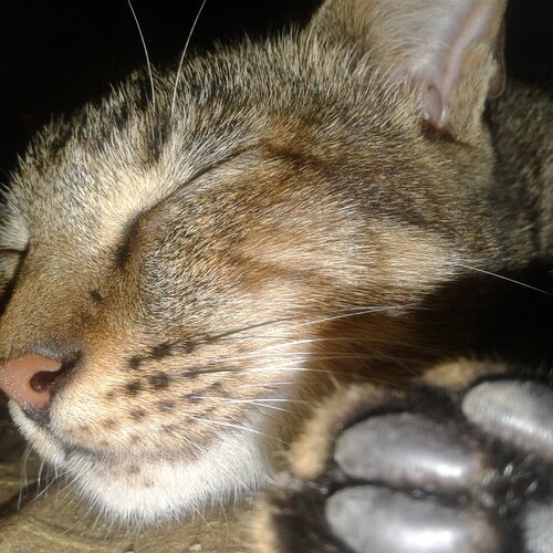 cat