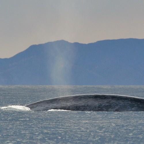 Blue whale blow