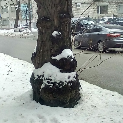 зима близко\дерево-душа